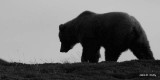 Brown Bear