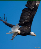 Eagle flight with Salmon
