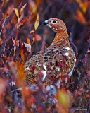 Willow Ptarmigan