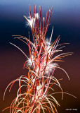 Fireweed