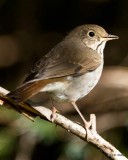 Arctic Warbler