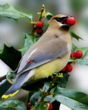 Cedar Waxwing