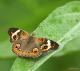 Buckeye