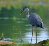 Great Blue Heron