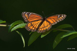 Viceroy