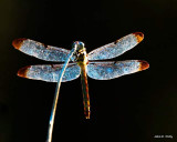 resting dragonfly