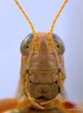 Differential Grasshopper - Yellow Phase - Melanoplus differentialis
