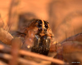 Grass Spider   1893.jpg