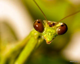 Praying Mantis  100830_1916.jpg