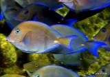 School of Blue Tang IMG_4736.jpg