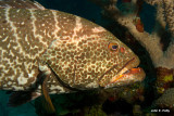 Graysby Grouper IMG_4989.jpg