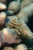 White Christmas Tree Worm IMG_4805.jpg