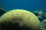 Boulder Brain Coral IMG_5165.jpg
