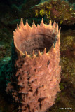 Barrel Sponge IMG_5136.jpg