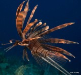 Speared Lionfish IMG_5130.CR2.jpg