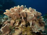 Lettuce Leaf  Coral IMG_5125.CR2.jpg