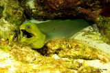 Green Moray IMG_5110.jpg