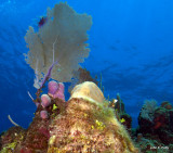 Common Sea Fan IMG_5087.jpg