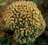 Elliptical Star Coral IMG_5194.jpg