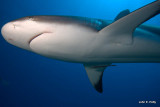 Caribbean Reef Shark IMG_5320.jpg