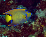 Queen Angelfish 2 IMG_5647.jpg