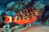 Stoplight Parrotfish IMG_5600.jpg