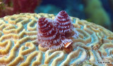 Christmas Tree WormIMG_5607.CR2.jpg