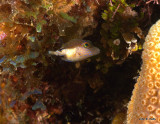 Sharpnose Puffer IMG_5610.jpg