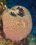 Black-ball Sponge IMG_5622.jpg