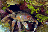Crab IMG_5626.jpg