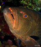 Tiger Grouper IMG_5630.CR2.jpg