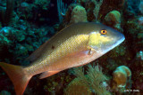 Mutton Snapper IMG_5646.jpg