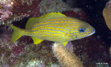 French Grunt IMG_5686.jpg