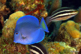 Blue Tang IMG_5702.jpg