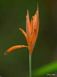 IMG_6655.jpg