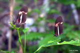 IMG_6949.jpg