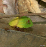 Leafcutting Ants IMG_6845.jpg