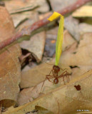 Leafcutting Ants IMG_6884.jpg