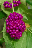 AM.Beautybush3 IMG_8083.jpg