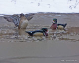 Snow day woodies IMG_0007.jpg