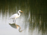 Great Egret (Birding Center)