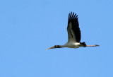 Wood Stork