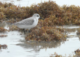 Sanderling