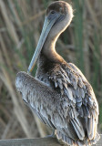 Brown Pelican, Birding Center