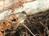 Eastern Phoebe, Paradise Pond