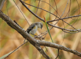 Yellow-rumped Warbler, Birding Center