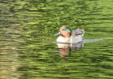 Green-winged Teal, Paradise Pond at Sunset