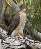 Coopers Hawk at Paradise Pond