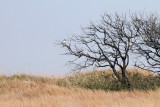 SPINS park road, White-tailed Hawks