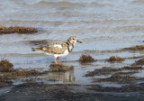 Ruddy Turnstone